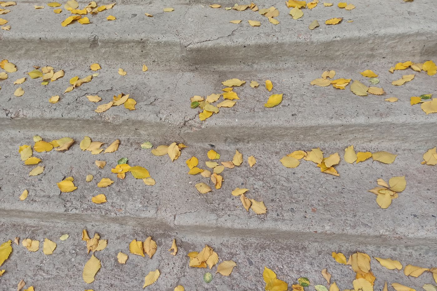 Yellow autumn leaves scattered across worn concrete steps